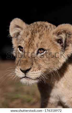 portrait of a watchful cute young young lion baby, South Africa