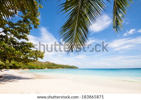 view over a tropical beach with palm tree leaves, exotic trees, white sand and a turquoise indian ocean under a blue sky, Praslin, Seychelles Africa