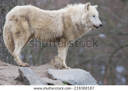 watchful white arctic wolf standing on a stony hill in the forest