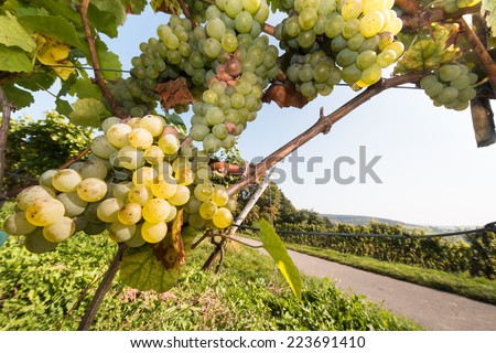 German vineyard with vine and bunch of grapes before harvest, GroÃ?Â?? Umstadt, Odenwald, Germany, Europe