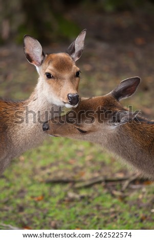 animal portrait of two female deers standing very close together ant touching each other with their heads, concept for love and sympathy