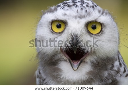 portrait of a young snow owl with open beak