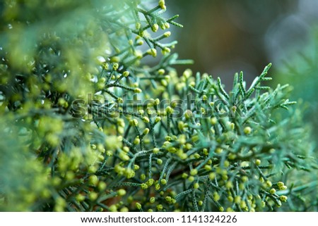 Green Lush