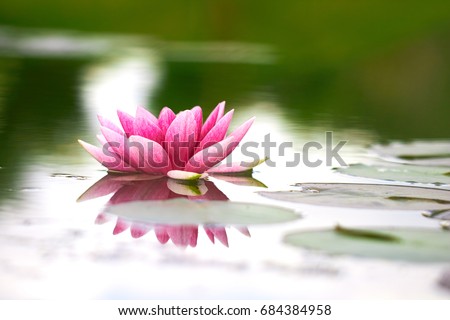 Lotus Flower