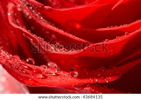 red rose, drop water