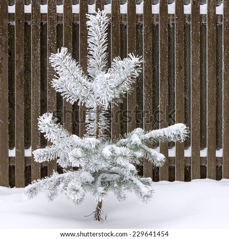 Young pine tree covered with snow and standing against wooden fence