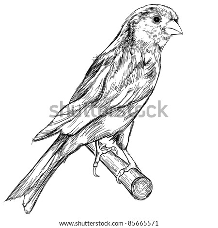 Black and white sketch of a canary bird sitting on a branch. Bitmap copy my vector ID 69277360