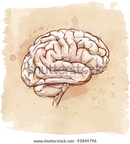 Brain Sketch Stock Vector 93849796 : Shutterstock