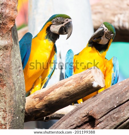 Colorful parrot, macaws sitting on log in safari world, Bangkok Thailand