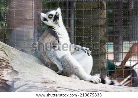 Lemur catta sitting on log at Safari World, Bangkok, Thailand