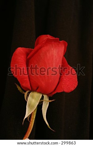 Single red long stem rose against black background.