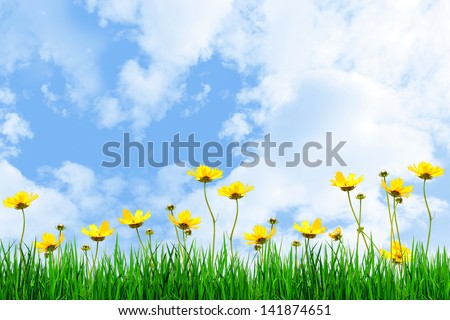 Yellow flowers and Green grass against the sky