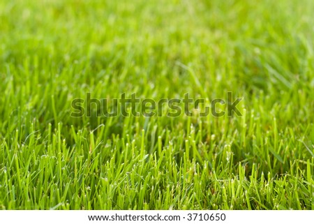 fresh cut lawn texture with diminishing perspective
