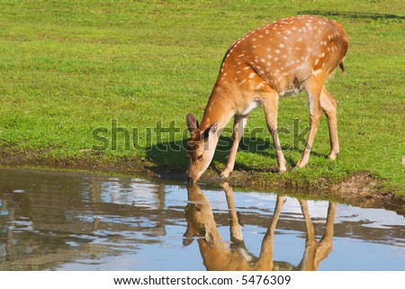female deer drinking water from the pond on sunny day