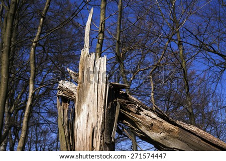 Storm damage closeup. Fallen tree in a Danish forest after a storm.Forest sky blue background.