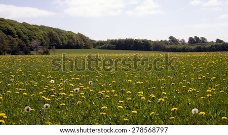 Yellow flowers field close to forest in Denmark
