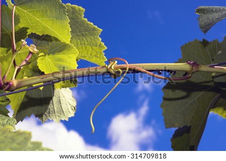 Wine plant tendril closeup and sky blue.