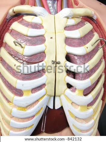 Rib - Model Stock Photo 842132 : Shutterstock