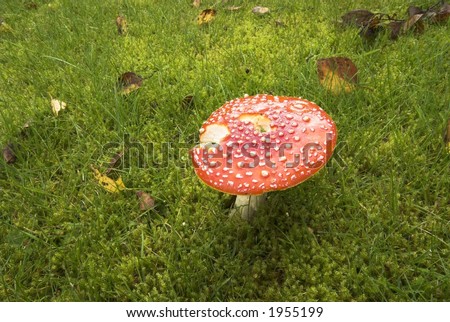 Vintage Poison Mushroom