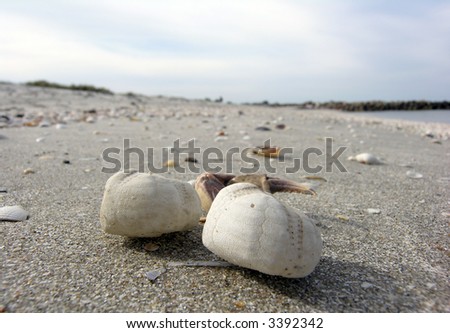Seashells, Cockleshells and other Shells on Danish Beach a sunny Day #7