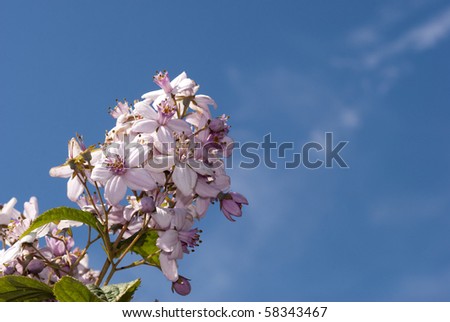 Pink flowers sky blue and close-up with copy space.
