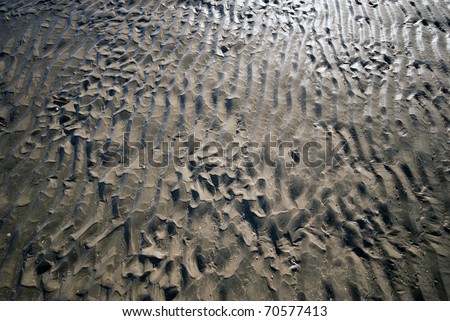 Sea bed at low tide