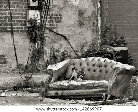 A rascal of a puppy laying claim to an old sofa in an empty city lot.