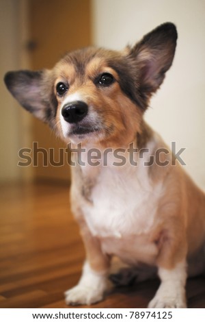A corgi dog in an alert pose.