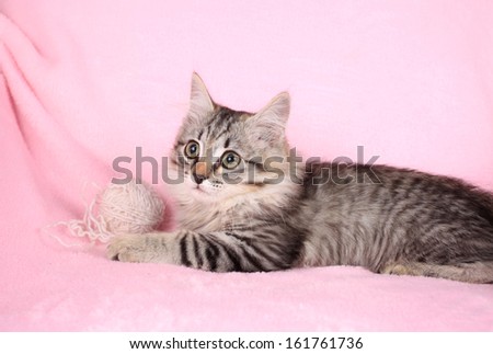 gray kitten on a pink background