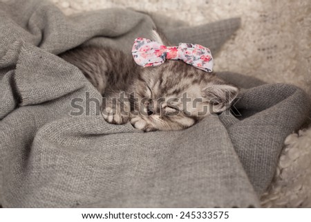 nice sleeping kitten with a bow