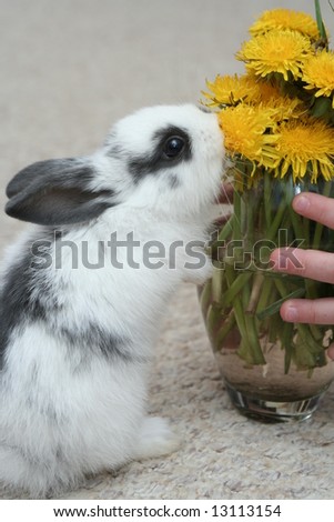 The nice rabbit and yellow flowers