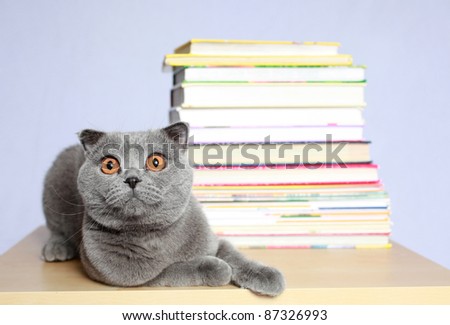The beautiful cat and is a lot of books