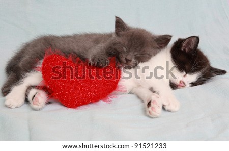 two likable kittens sleep together