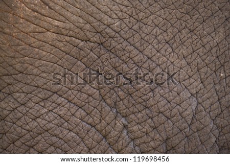 Elephant leather. texture of elephant