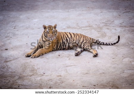 black and white tiger in open zoo.
