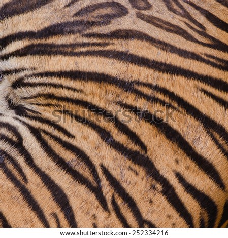 texture tiger skin
