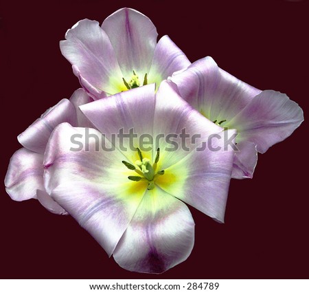 Beautiful , colorful,rendering of light purple flower, with solid background.