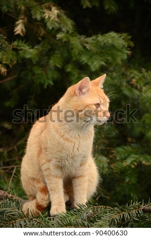 Cute adult cat sitting on a tree