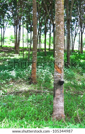 Thailand are export rubber very much.Rubber is very important to the country.Tree Rubber