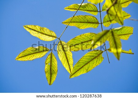 Green leaves on a blue background./Green leaves