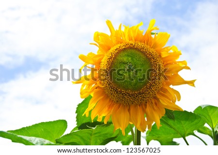 Sun flower against a blue sky/Sun flower.