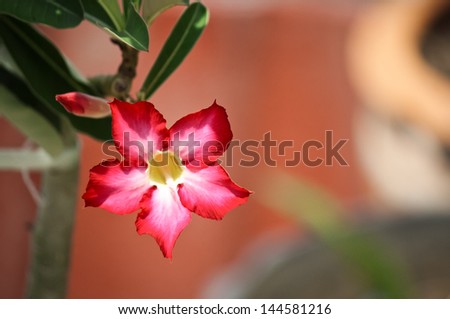 Desert rose flower.