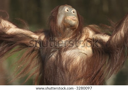 hairy orangutan