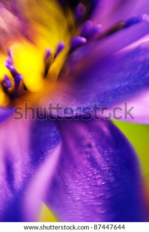 Lotus abstract art flower