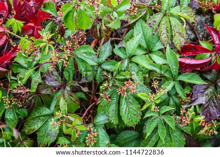 Green Nature