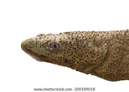 Spanish family urodele amphibian commonly called gallipato