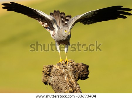Harrier male, natural background blur innkeeper