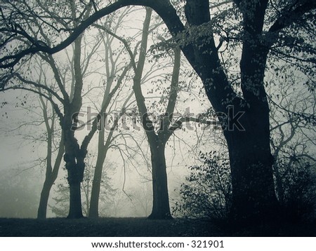 A foggy day in the park. Analog capture - silvergrains to be seen.