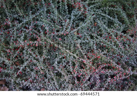 Background of Cotoneaster one morning after hoarfrost - Denmark.