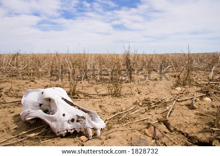 A dog skull lies in a desolate field